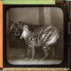 Striped Hyaena – Front view of slide