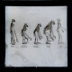 [Skeletons of gibbon, orang-outang, chimpanzee, gorilla and human]