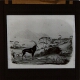 [Drawing of antelope in landscape]