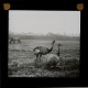 [Pair of cassowaries and horse standing in field]
