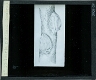 Iceria purchasi (hembra)