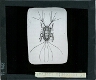 Iceria (larva)