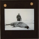 [Man with rifle and dead walrus]