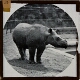 [Rhinoceros in zoo enclosure]