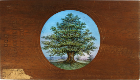 Oak tree – Front view of slide