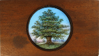 Oak tree – Rear view of slide