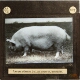 Middle White Sow, 'Holywell Yorkshire Rose.' Mr C. Spencer
