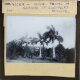 Accra -- Royal Palms in Garden of European Hospital, 1941
