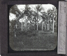 Palmiers dans la forêt – Rear view of slide