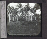 Palmiers dans la forêt – Image inverted to correct view
