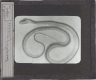 Serpent – Image inverted to correct view