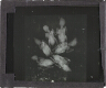 X-Ray photograph of group of six birds – Rear view of slide