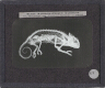 Chameleon – Rear view of slide