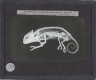 Chameleon – Image inverted to correct view