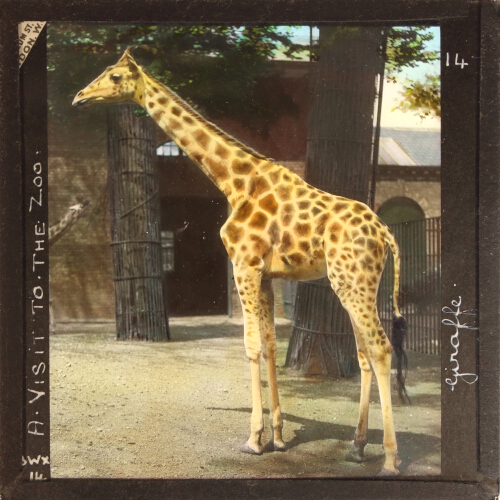 Giraffe