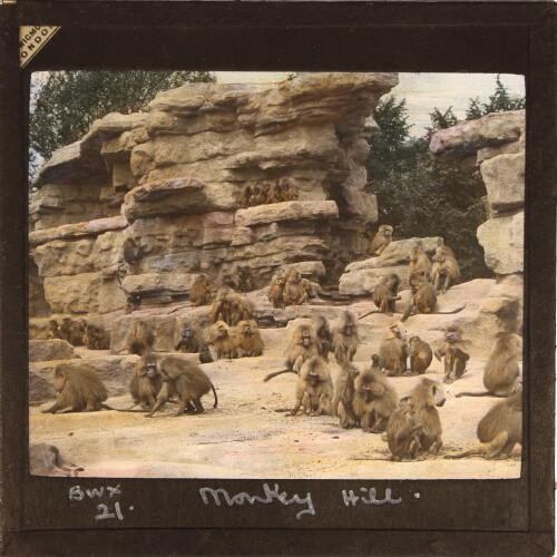Monkey Hill
