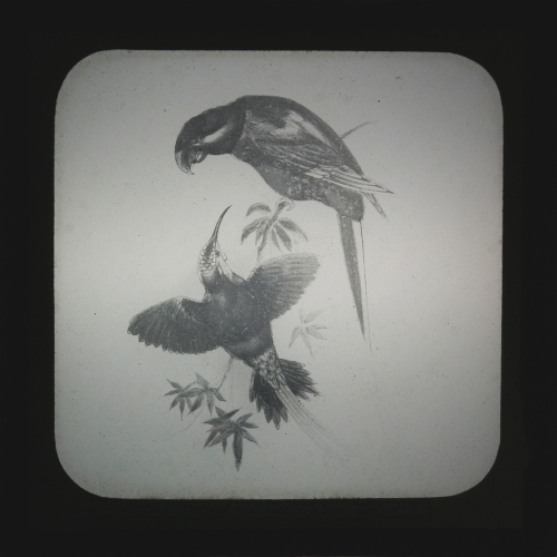 Malacca Parrakeet and Gould's Sun Bird