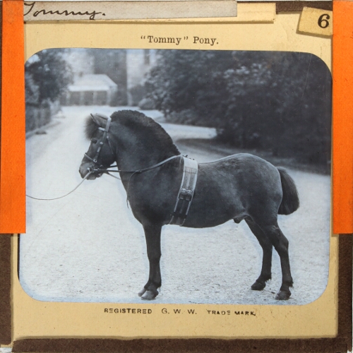 'Tommy' Pony