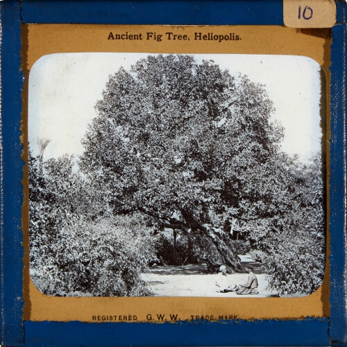 Ancient Fig Tree, Heliopolis– primary version