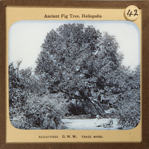 Ancient Fig Tree, Heliopolis