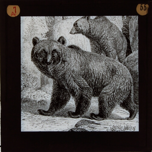 Unidentified species of bear