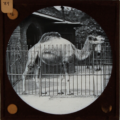 Dromedary, Camelus Dromedarius