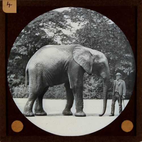 African Elephant. Elephas Africanus
