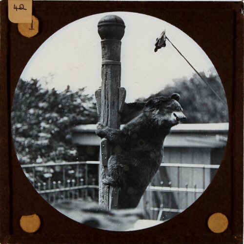 Bear on Pole. Ursus Americanus