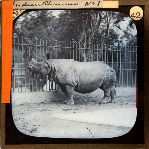 Indian Rhinoceros– alternative version