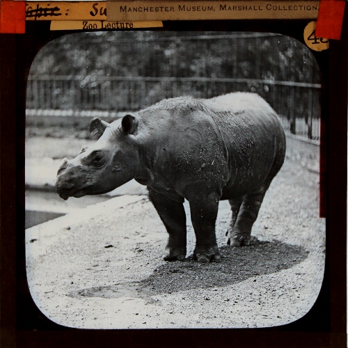 Sumatran Rhinoceros– primary version