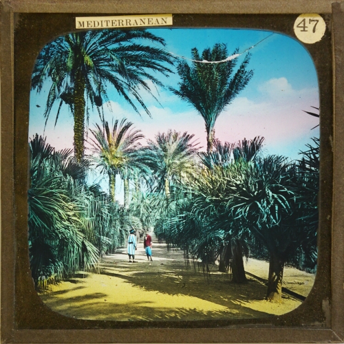 Algiers. Palms in Jardin d'Assay– primary version