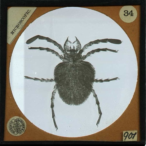 Red Earth Mite