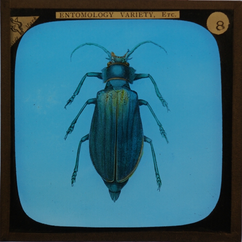 Longicorn Beetle. Psalidognathus