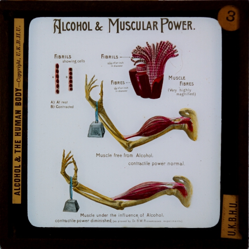 Alcohol and Muscular Power