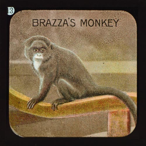 Brazza's Monkey