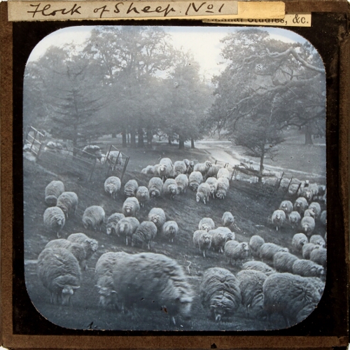 A Flock of Sheep