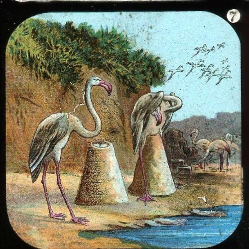 The Flamingo