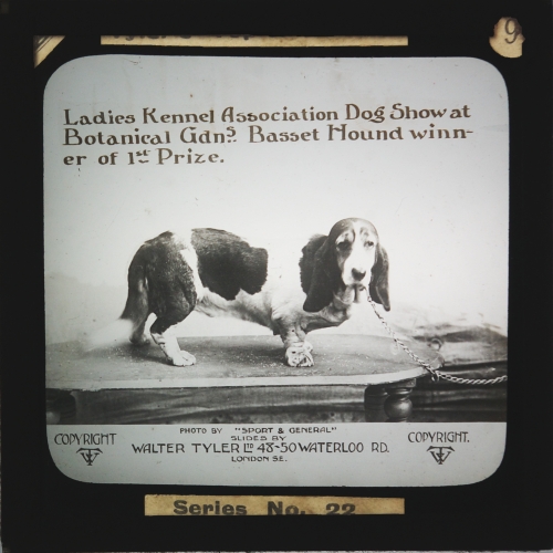 Ladies Kennel Association Dog Show at Botanical Gdns. -- Basset Hound winner of 1st Prize