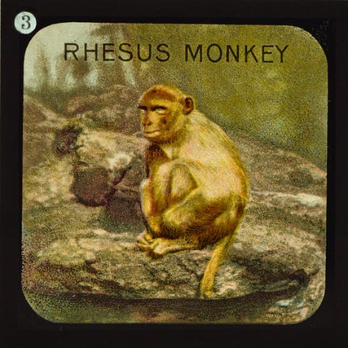 The Rhesus Monkey– primary version
