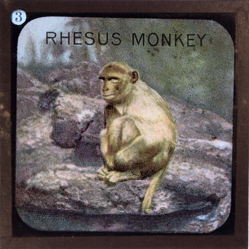The Rhesus Monkey