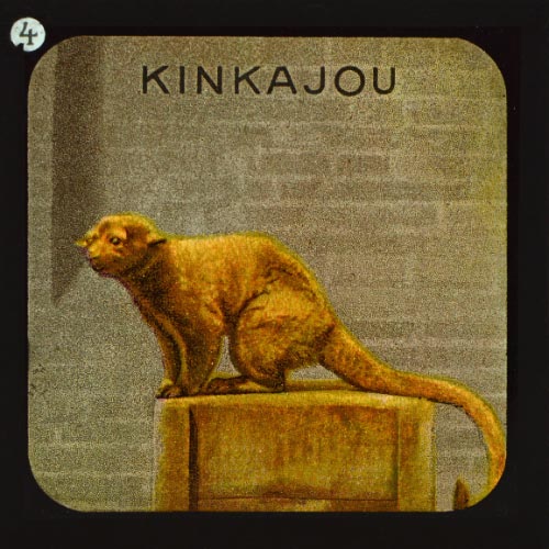 The Kinkajou