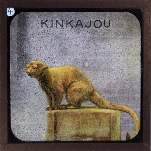 The Kinkajou