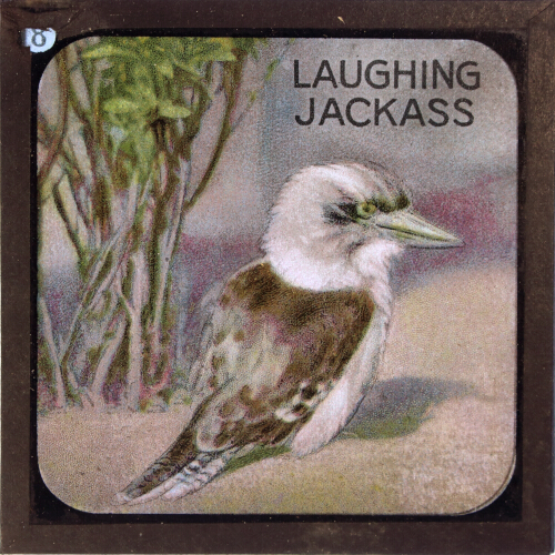 The Laughing Jackass
