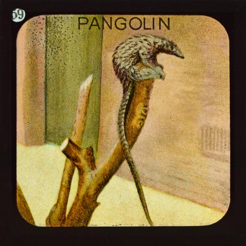 The Pangolin