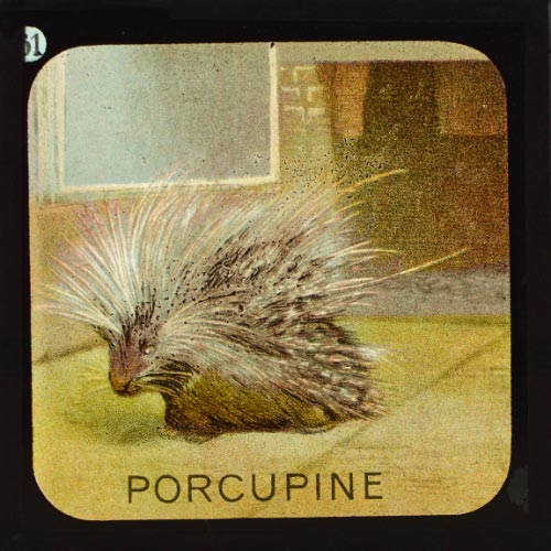 The Porcupine