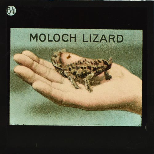 The Moloch Lizard