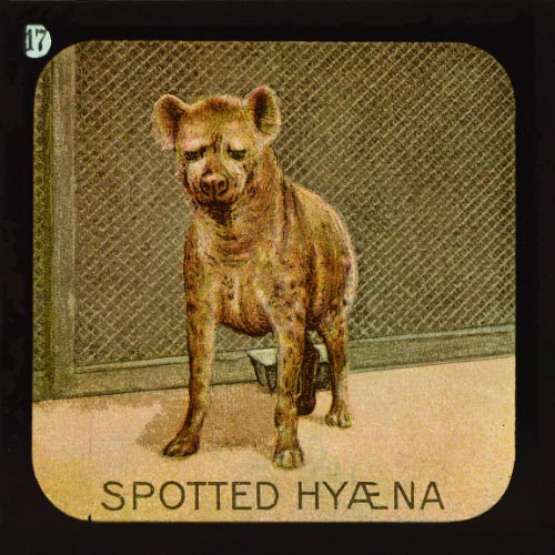 The Spotted Hyaena