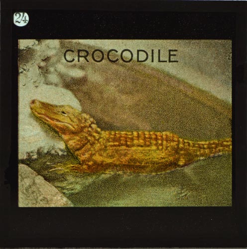 The Crocodile