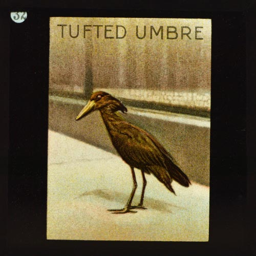 The Tufted Umbre