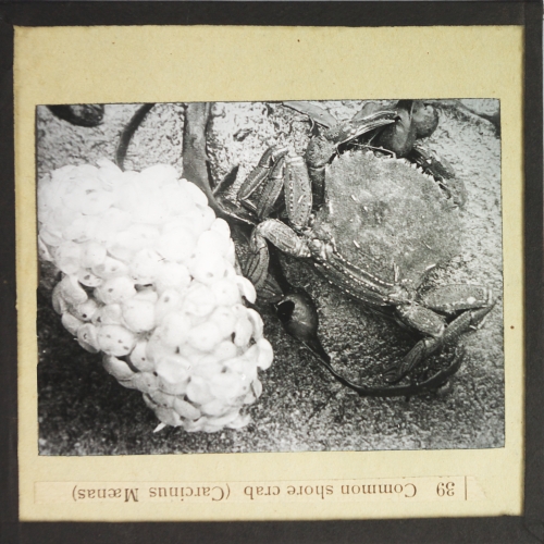 Common shore crab (Carcinus Maenas)